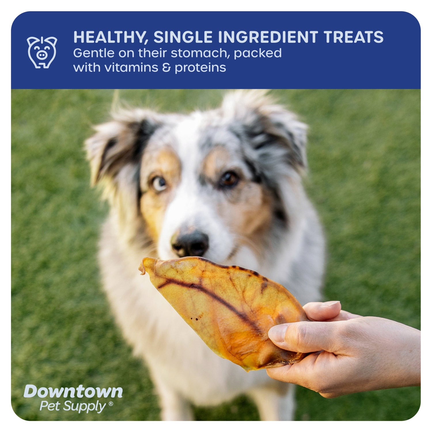 Downtown Pet Supply Pig Ears for Dogs Jumbo Pigs Ears Dog Chews 35 Pack